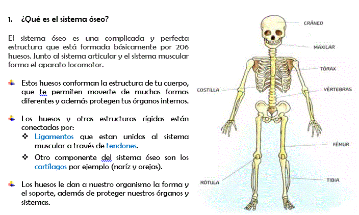 Huesos - Concepto, tipos, función, estructura y cuerpo humano